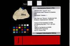 Foto (Objekt + Etikett) von Tenuihomola ortwini (Feldmann & Schweitzer, 2009)  (NHMW-GEO-1990-0041-2915)
